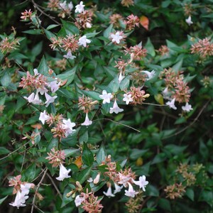 Abelya-Büyük Çiçekli Kelebek Çalısı (Abelia Grandiflora) - Thumbnail