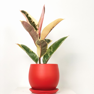 Alacalı Kauçuk Bitkisi-Curvy Kırmızı Saksılı- 30-40 cm-Ficus Elastica Tineke - 1