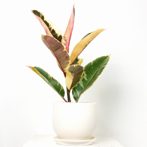 Fidan Burada - Alacalı Kauçuk Bitkisi-Curvy Beyaz Saksılı- 30-40 cm-Ficus Elastica Tineke