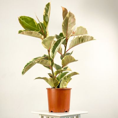 Alacalı Kauçuk Bitkisi-Ficus Elastica Tineke- 2 Gövdeli 80-100cm - 1