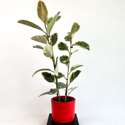 ALACALI KAUÇUK BİTKİSİ (Ficus Elastica Tineke) 2 Gövdeli - Kırmızı Ruby Saksılı 100-120Cm - 1