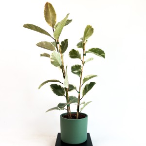 ALACALI KAUÇUK BİTKİSİ (Ficus Elastica Tineke) 2 Gövdeli - Mint Yeşili Ruby Saksılı 100-120Cm - Fidan Burada