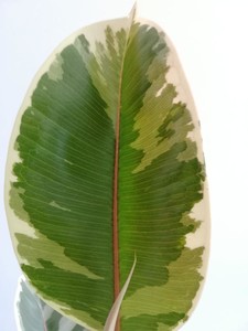Alacalı Kauçuk Bitkisi-Ficus Elastica Tineke-İthal- 120-140cm - 2