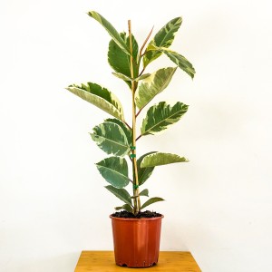 Alacalı Kauçuk Bitkisi-Ficus Elastica Tineke-İthal- 120-140cm - Fidan Burada