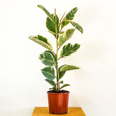 Alacalı Kauçuk Bitkisi-Ficus Elastica Tineke-İthal- 120-140cm - 1