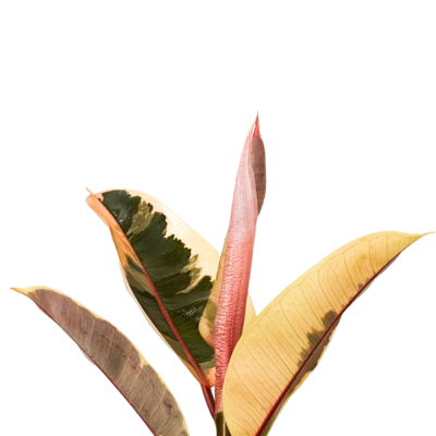 Alacalı Kauçuk Bitkisi-Ficus Elastica Tineke-30-40 cm - 2