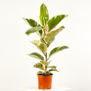 Fidan Burada - Alacalı Kauçuk Bitkisi-Ficus Elastica Tineke-İthal- 50-60 Cm