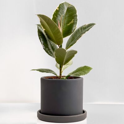 Alacalı Kauçuk Bitkisi-Ruby Antrasit Saksılı- 30-40 cm-Ficus Elastica Tineke - 1