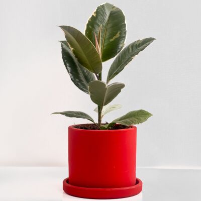 Alacalı Kauçuk Bitkisi-Ruby Kırmızı Saksılı- 30-40 cm-Ficus Elastica Tineke - 1