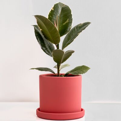 Alacalı Kauçuk Bitkisi-Ruby Pembe Saksılı- 30-40 cm-Ficus Elastica Tineke - 1