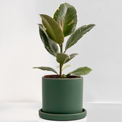 Alacalı Kauçuk Bitkisi-Ruby Yeşil Saksılı- 30-40 cm-Ficus Elastica Tineke - 1