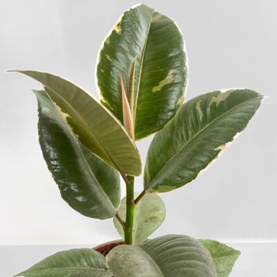 Alacalı Kauçuk Bitkisi-Ruby Yeşil Saksılı- 30-40 cm-Ficus Elastica Tineke - 2