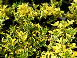 Alacalı Taflan (Euonymus Japonicus "variegata") - Thumbnail