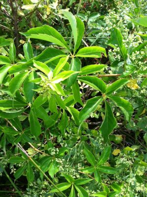 AMERİKAN SARMAŞIĞI (Parthenocissus Quinquefolia) - 1
