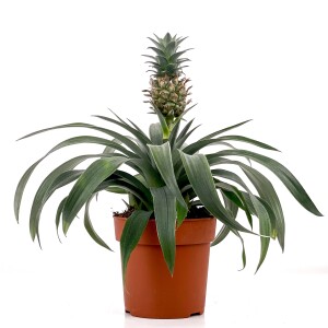 Ananas Bitkisi - Ananas 'Corona' 30-40 cm - 1