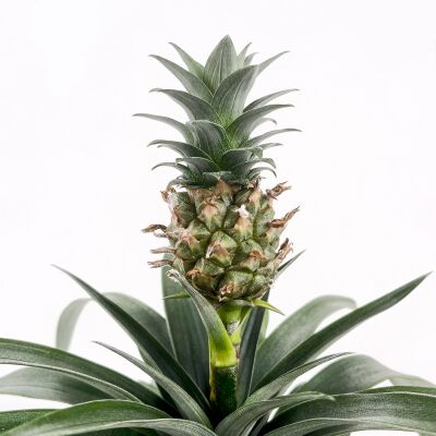 Ananas Bitkisi - Ananas 'Corona' Curvy Antrasit Saksılı 30-40 cm - 2