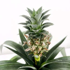 Ananas Bitkisi - Ananas 'Corona' Curvy Antrasit Saksılı 30-40 cm - 3