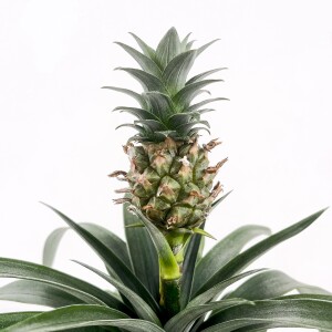 Ananas Bitkisi - Ananas 'Corona' Curvy Beyaz Saksılı 30-40 cm - 2