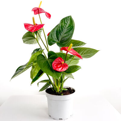 Antoryum Çiçeği-Flamingo Çiçeği-Anthurium-İthal 40-60 - 1