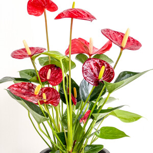 Antoryum Çiçeği-Flamingo Çiçeği Curvy Antrasit Saksılı - Anthurium 30-40 cm - 2