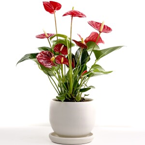 Antoryum Çiçeği-Flamingo Çiçeği Curvy Beyaz Saksılı - Anthurium 30-40 cm - Fidan Burada