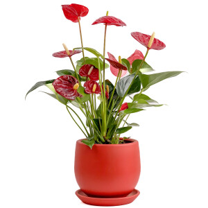 Antoryum Çiçeği-Flamingo Çiçeği Curvy Kırmızı Saksılı - Anthurium 30-40 cm - Fidan Burada