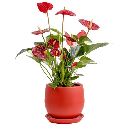 Antoryum Çiçeği-Flamingo Çiçeği Curvy Kırmızı Saksılı - Anthurium 30-40 cm - 1