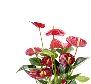 Antoryum Çiçeği-Flamingo Çiçeği Curvy Kırmızı Saksılı - Anthurium 30-40 cm - 2