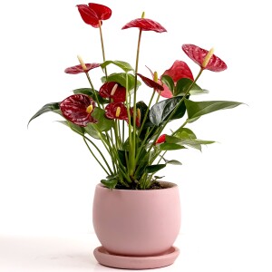 Antoryum Çiçeği-Flamingo Çiçeği Curvy Pembe Saksılı - Anthurium 30-40 cm - Fidan Burada
