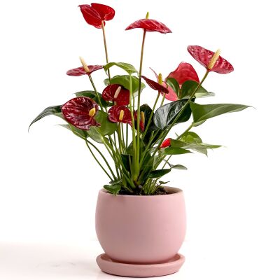 Antoryum Çiçeği-Flamingo Çiçeği Curvy Pembe Saksılı - Anthurium 30-40 cm - 1