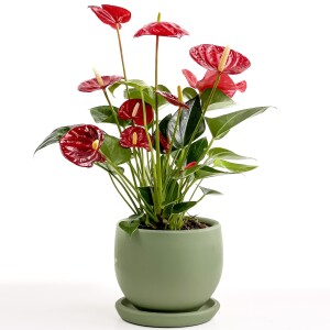 Antoryum Çiçeği-Flamingo Çiçeği Curvy Yeşil Saksılı - Anthurium 30-40 cm - Fidan Burada
