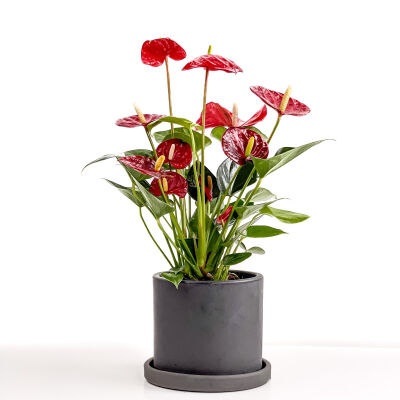Antoryum Çiçeği-Flamingo Çiçeği Ruby Antrasit Saksılı - Anthurium 30-40 cm - 1