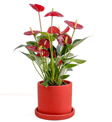 Antoryum Çiçeği-Flamingo Çiçeği Ruby Kırmızı Saksılı - Anthurium 30-40 cm - 1