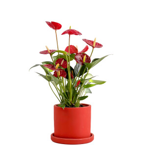 Antoryum Çiçeği-Flamingo Çiçeği Ruby Kırmızı Saksılı - Anthurium 30-40 cm - 3