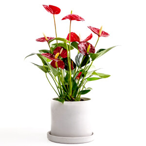 Antoryum Çiçeği-Flamingo Çiçeği Ruby Beyaz Saksılı - Anthurium 30-40 cm - Fidan Burada