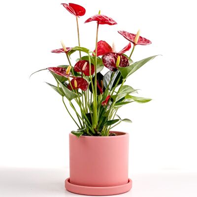 Antoryum Çiçeği-Flamingo Çiçeği Ruby Pembe Saksılı - Anthurium 30-40 cm - 1