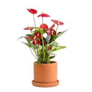 Antoryum Çiçeği-Flamingo Çiçeği Ruby Terra Cotta Saksılı - Anthurium 30-40 cm - Fidan Burada