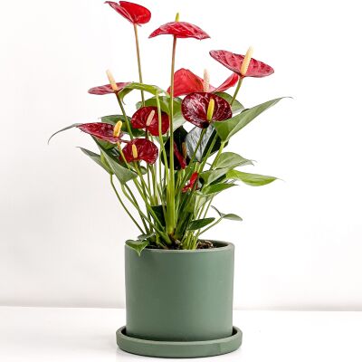 Antoryum Çiçeği-Flamingo Çiçeği Ruby Yeşil Saksılı - Anthurium 30-40 cm - 1
