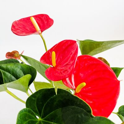 ​Antoryum Çiçeği - Curvy Kırmızı Saksılı 40-50cm - 2
