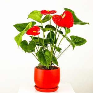 ​Antoryum Çiçeği - Curvy Kırmızı Saksılı 40-50cm - Fidan Burada