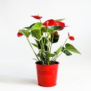 ​Antoryum Çiçeği - Kırmızı Dekoratif Saksılı Flamingo Çiçeği - Fidan Burada