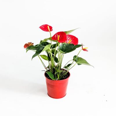​Antoryum Çiçeği - Kırmızı Dekoratif Saksılı Flamingo Çiçeği - 2