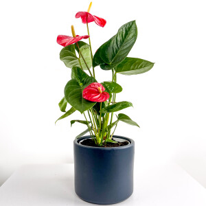 ​Antoryum Çiçeği Ruby Antrasit Saksılı - Fidan Burada
