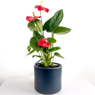 ​Antoryum Çiçeği Ruby Antrasit Saksılı - 1