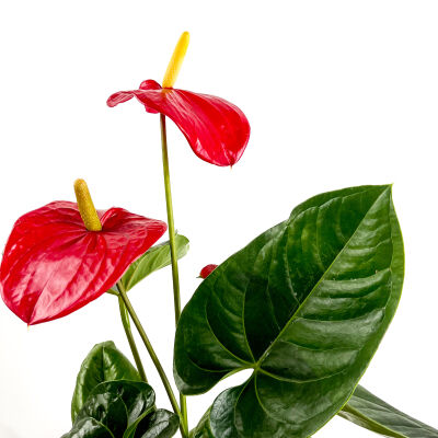 ​Antoryum Çiçeği Ruby Antrasit Saksılı - 2