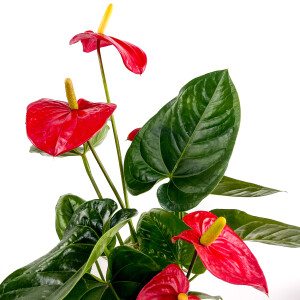 ​Antoryum Çiçeği Ruby Antrasit Saksılı - 3