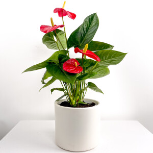 ​Antoryum Çiçeği Ruby Beyaz Saksılı - Fidan Burada
