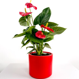 ​Antoryum Çiçeği Ruby Kırmızı Saksılı - Fidan Burada