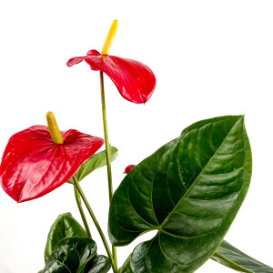 ​Antoryum Çiçeği Ruby Terra Cotta Saksılı - 2