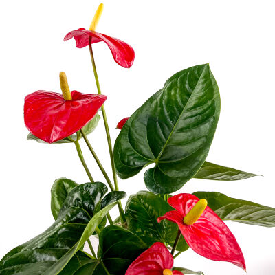 ​Antoryum Çiçeği Ruby Terra Cotta Saksılı - 3